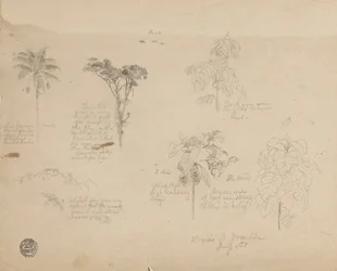 Dessin. Croquis botaniques de Colombie.